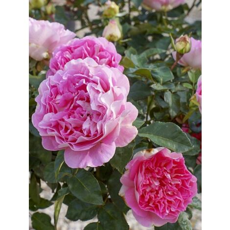 Rosier moderne 'Borneo Odore' Pot de 4L/5L