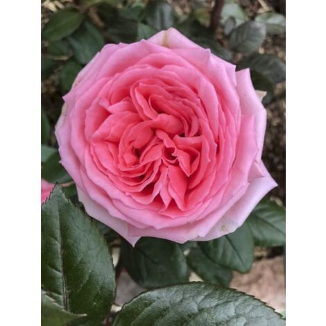 Rosier moderne 'Fragonard ' Pot de 3L/4L