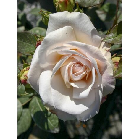 Rosier moderne 'Gruss An Aachen' Pot de 4L/5L