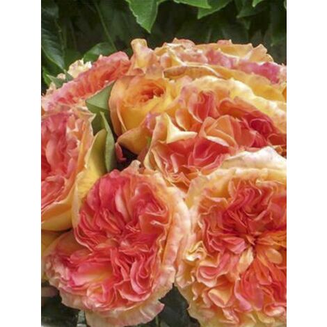 Rosier moderne 'Henri Delbard ' Pot de 3L/4L