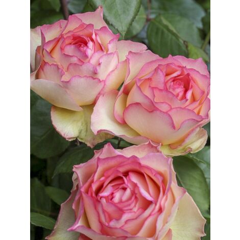 Rosier moderne 'Jalitah' Pot de 4L/5L