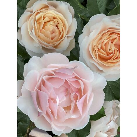 Rosier moderne 'Jardin des Tuileries ' Pot de 3L/4L