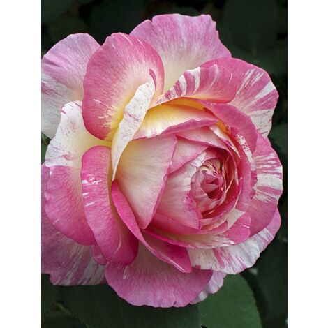 Rosier moderne 'Marc Chagall ' Pot de 3L/4L