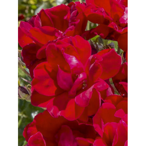 Rosier moderne 'Moulin Rouge' Pot de 2L/3L