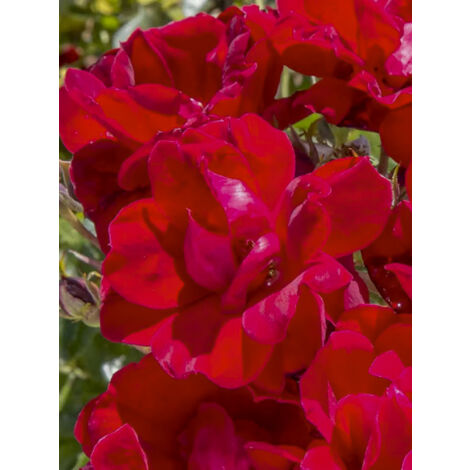 Rosier moderne 'Moulin Rouge' Pot de 4L/5L