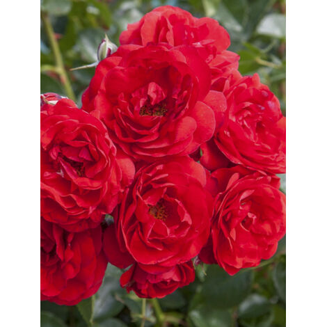 Rosier 'Mona Lisa' Pot de 4L/5L