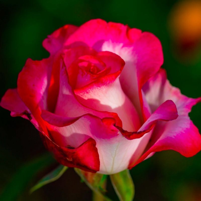 Rosier 'Monica Bellucci'