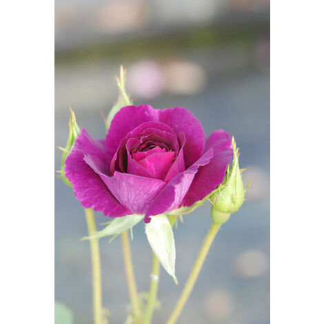 Rosier 'Mysterieuse'® Taille du pot - Pot de 5 Litres