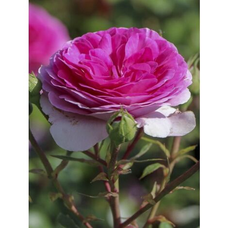 Rosier 'Ozeana ' Pot de 4L/5L
