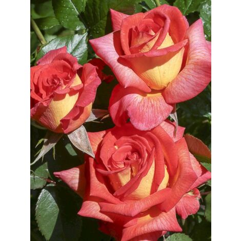 Rosier 'Parfum de Grasse ' Pot de 4L/5L