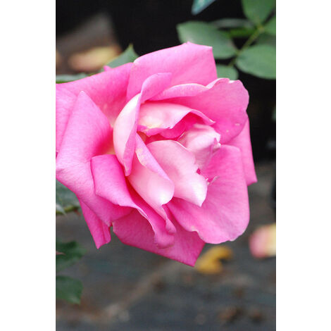 Rosier 'Parfum Royal'® Taille du pot - Pot de 5 Litres