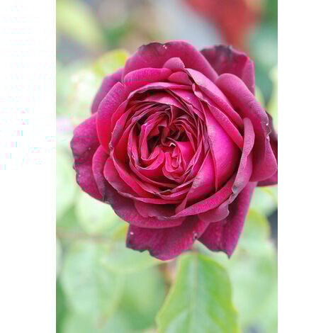 Rosier Parfuma 'Madame de Montespan'® Taille du pot - Pot de 4 Litres