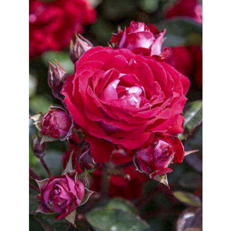 Rosier paysager 'Belle De Grasse' Pot de 4L/5L