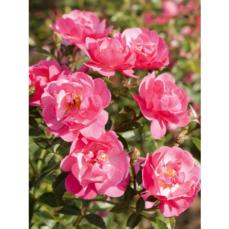 Rosier paysager 'Jolie Provence' Pot de 4L/5L