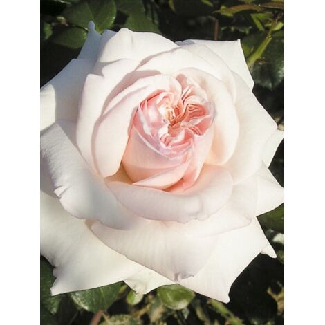 Rosier 'Penny Lane' Pot de 4L/5L