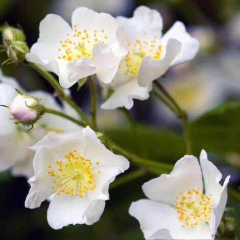 Rosier Pimprenelle (Rosa Spinosissima)