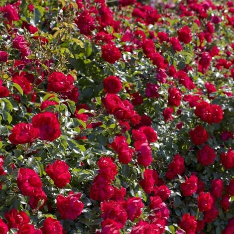 MEILLAND RICHARDIER Rosier PRODIGE ECARLATE ® Meicoloss