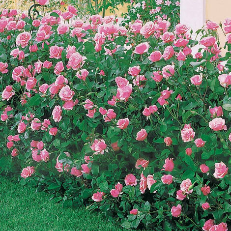 Rosier Queen Elisabeth - Les 4 rosiers, racines nues, 3 branches. - Les 4 rosiers, racines nues, 3 branches. - Willemse