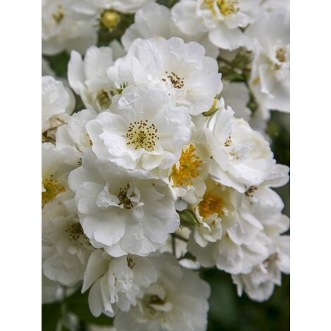 Rosier 'Rambling Rector' Pot de 4L/5L