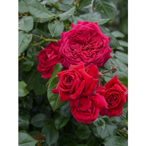 Rosier 'République de Montmartre' Pot de 4L/5L