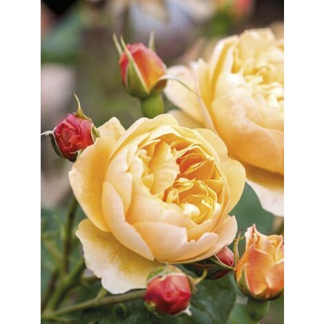 Rosier 'Roald Dahl' Pot de 4L/5L