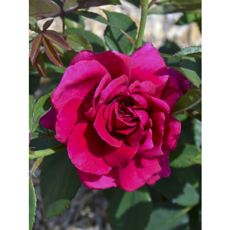 Rosier 'Rose Lalande de Pomerol' Pot de 3L/4L