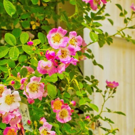 Rosier Rouillé (Rosa Rubiginosa) - Godet - Taille 20/40cm