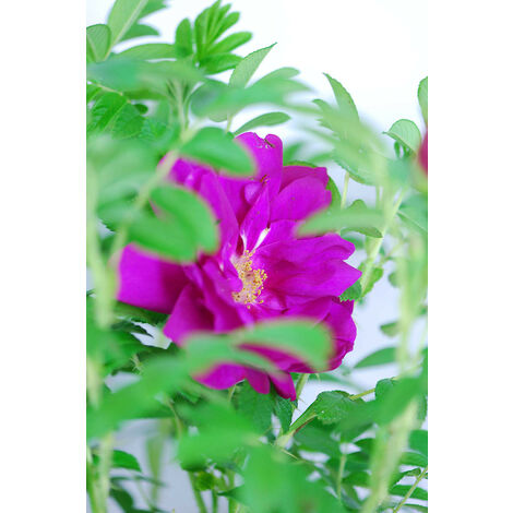 Rosier rugosa 'Exception'® Taille du pot - 3L