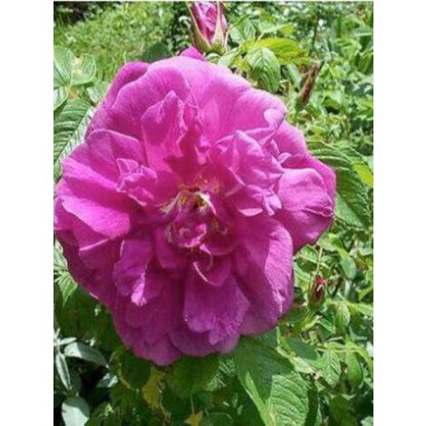 Rosier rugueux 'Hansa' Pot de 4L/5L, Qualité 2 branches
