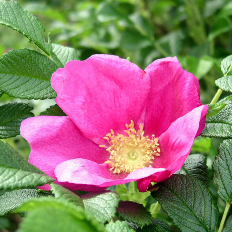 Rosier rugueux - Rosa rugosa 'Rubra' - 40-60 cm pot