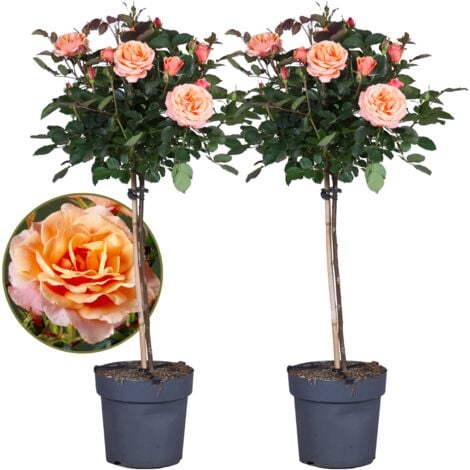 PLANT IN A BOX Rosier sur tige - Set de 2 - Rosa palace 'Catherine' - Hauteur 80-100cm - ⌀19cm