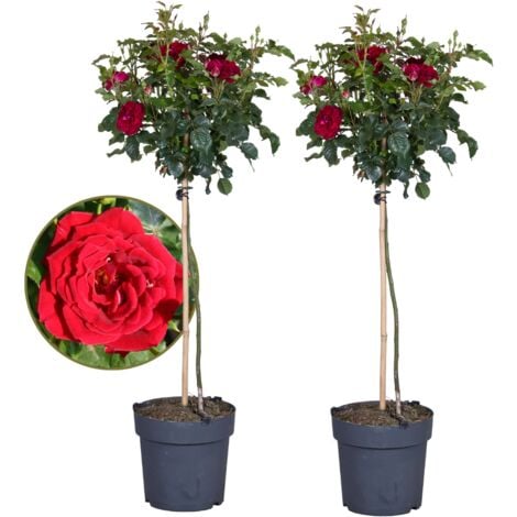 PLANT IN A BOX Rosier sur tige - Set de 2 - Rosa palace ‘Pride' - Hauteur 80-100cm - ⌀19cm