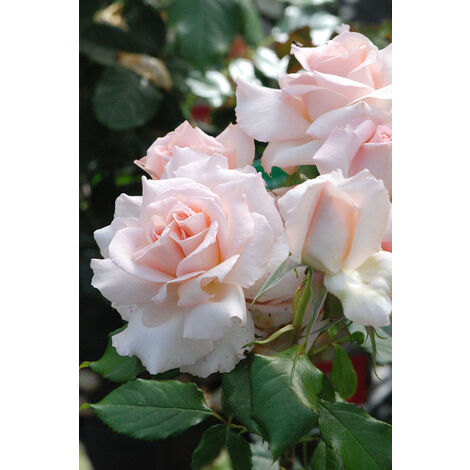 Rosier 'Sweet Love'® Taille du pot - Pot de 5 Litres