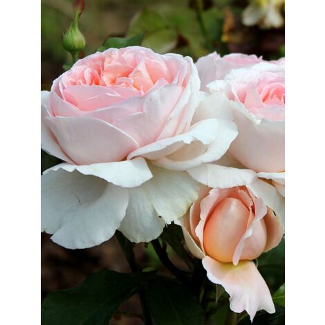 Rosier Thé moderne 'André Le Nôtre' Pot de 4L/5L