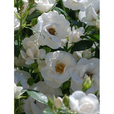 Rosier Thé moderne 'Aspirin'® Pot de 2L/3L