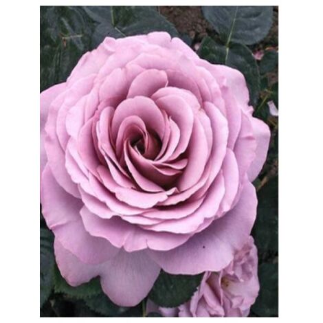 Rosier Thé moderne 'Blue Girl®' Pot de 4L/5L