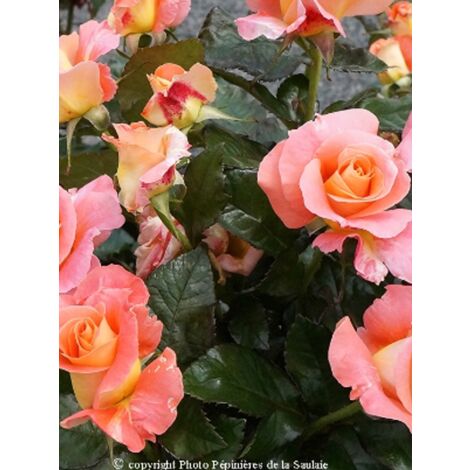 Rosier Thé moderne 'Eriko Takeda'© Pot de 4L/5L