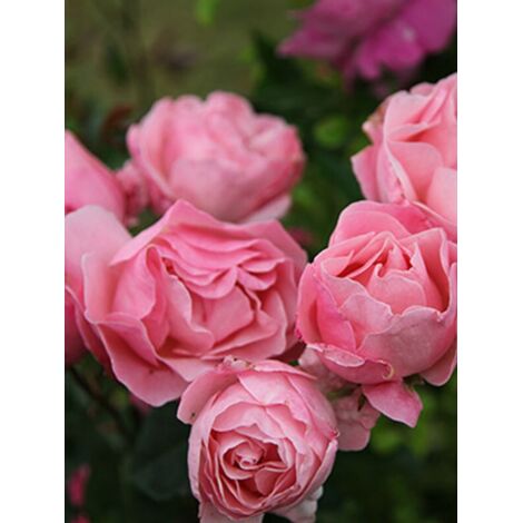 Rosier Thé moderne 'Queen Elisabeth' Pot de 4L/5L