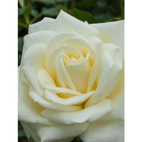 Rosier Thé moderne 'White Symphony' Pot de 4L/5L