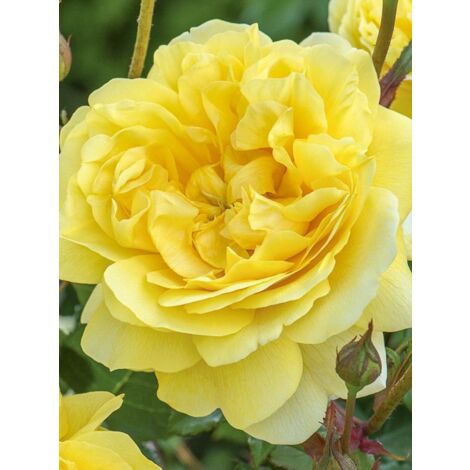 Rosier 'The Poet's Wife' Pot de 4L/5L