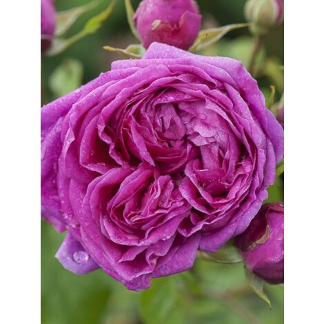 Rosier 'Young Lycidas' Pot de 4L/5L