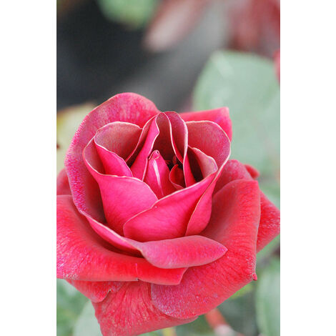 Rosier'Le Grand Huit'® Taille du pot - Pot de 5 Litres