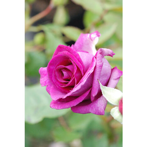 Rosier'Violette Parfumée'® Taille du pot - Pot de 5 Litres