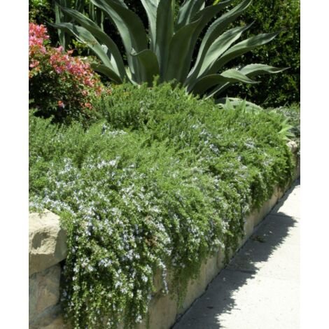 Rosmarino prostrato "Rosmarinus officinalis prostratus" pianta aromatica in vaso  10 cm