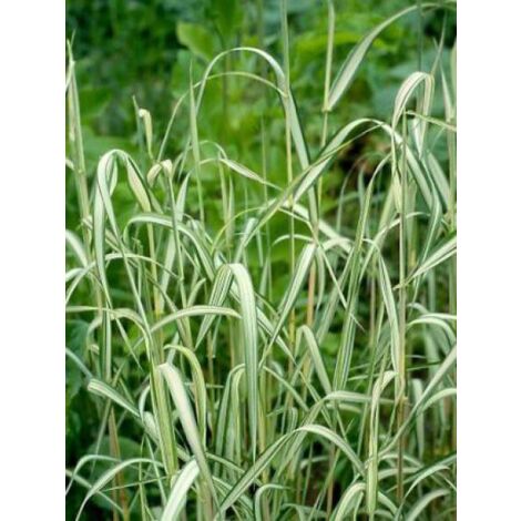 Ruban de la vierge 'Picta' Godet de 8/9 cm