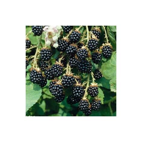 Rubus Fruticosa Mora plant H 100 cm