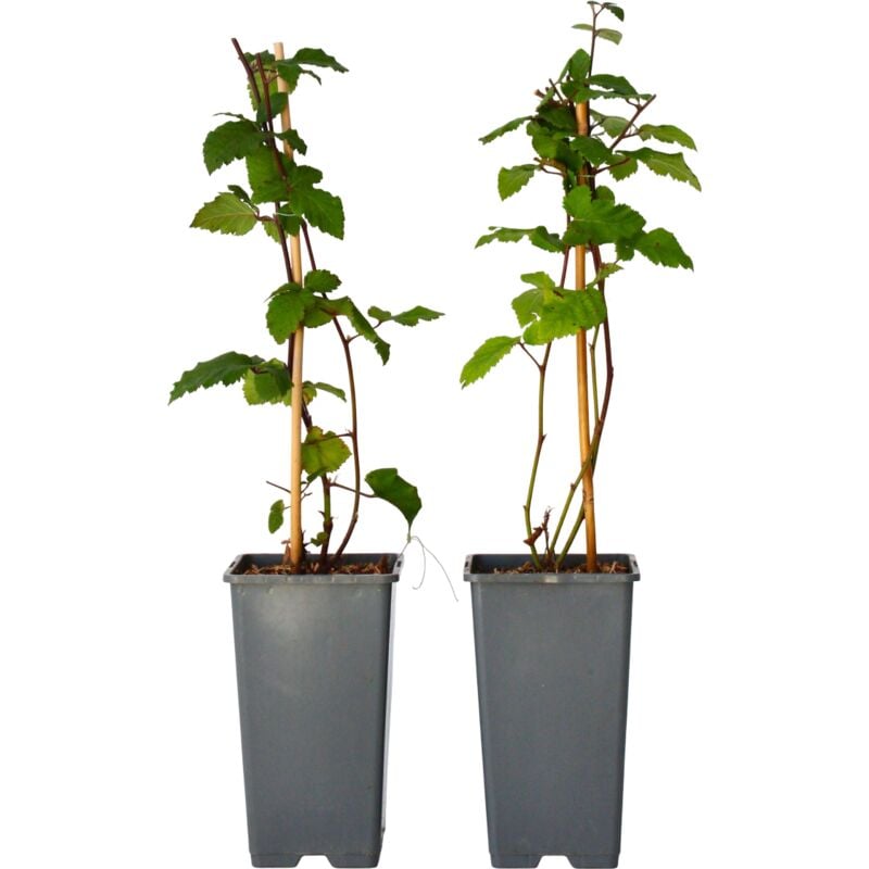 Plant In A Box - Mûrier - Set de 2 - Rubus fruticosus 'Thornfree' - Hauteur 50-60cm - ⌀15cm