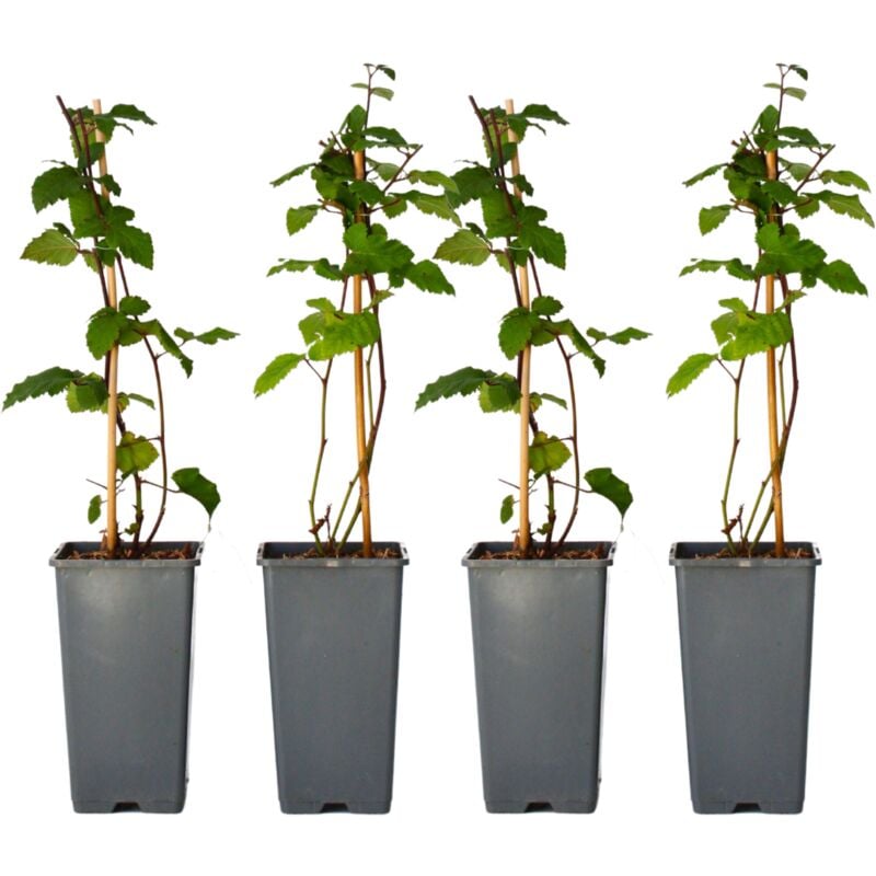Plant In A Box - Mûrier - Set de 4 - Rubus fruticosus 'Thornfree' - Hauteur 50-60cm - ⌀15cm