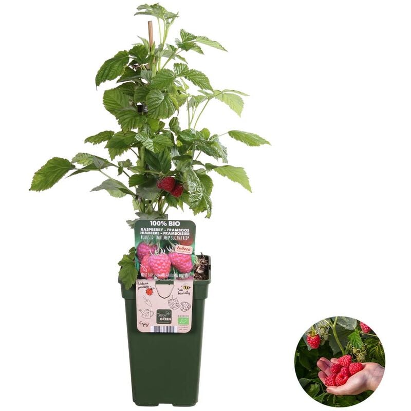 Bloomique - Rubus ideaus Suguna Red – Framboisier – Arbre fruitier – Facile d'entretien - ⌀19 cm - ↕45-55 cm - Green