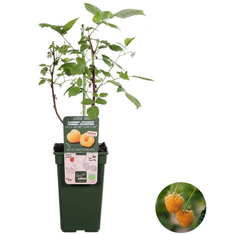 Rubus ideaus Suguna Yellow – Framboisier – Arbre fruitier – Facile d'entretien - ⌀19 cm - ↕45-55 cm